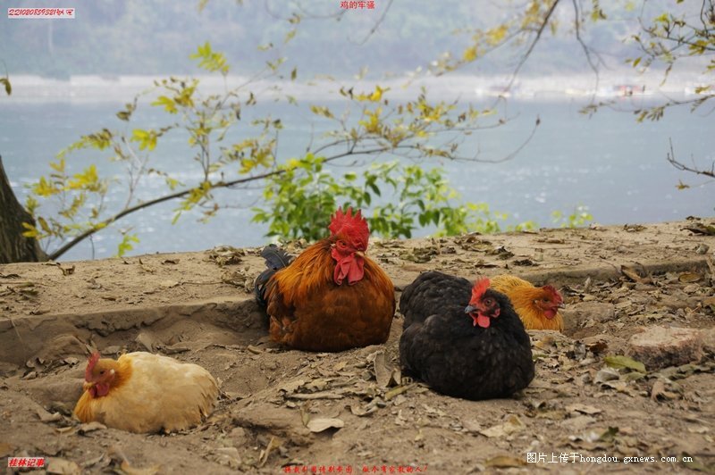 鸡和鸡的传说85 / 作者:恭城无聊人 / 帖子ID:99839