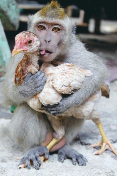 鸡和猴子每日“深情相拥”走红网络762 / 作者:茶江源 / 帖子ID:99927