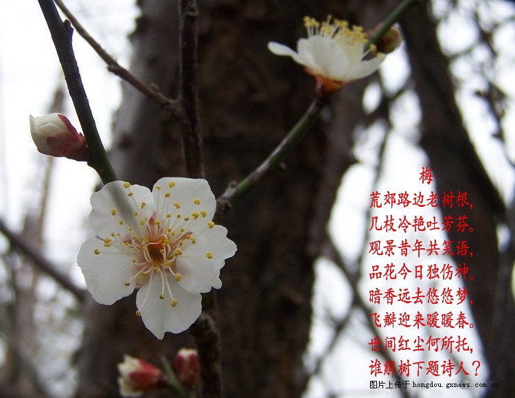 春骚946 / 作者:恭城无聊人 / 帖子ID:100082