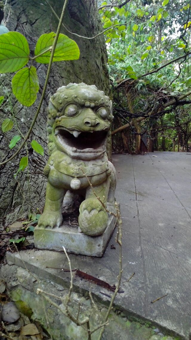 云南狮子与岭南狮子区别869 / 作者:恭城蚂蜂 / 帖子ID:100275