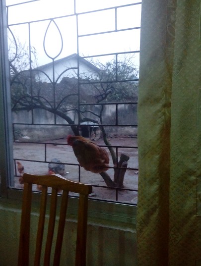 我没有叫鸡的，可是这个鸡太主动了292 / 作者:塘边龙少 / 帖子ID:100366