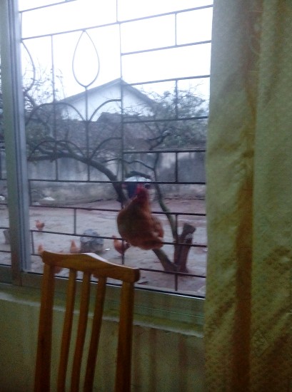 我没有叫鸡的，可是这个鸡太主动了982 / 作者:塘边龙少 / 帖子ID:100366