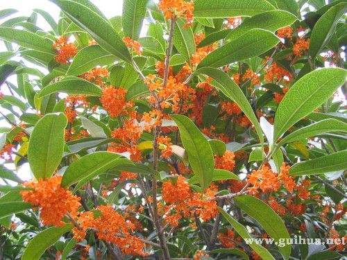 大量提供两年生红桂花苗（朱砂红）。价格面议。电话：13788738578；1307762995054 / 作者:得普利麻 / 帖子ID:100450