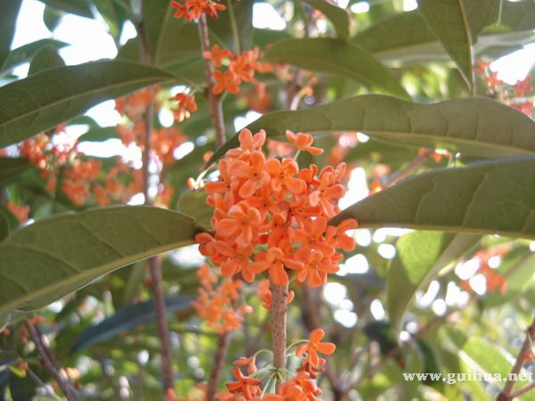 大量提供两年生红桂花苗（朱砂红）。价格面议。电话：13788738578；13077629950462 / 作者:得普利麻 / 帖子ID:100450