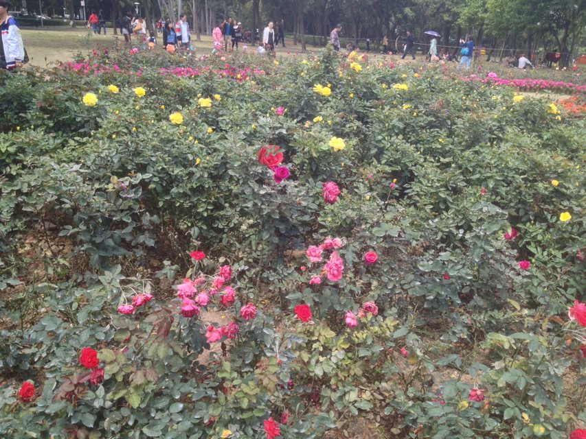 继.......601 / 作者:烟火的暧昧 / 帖子ID:100920