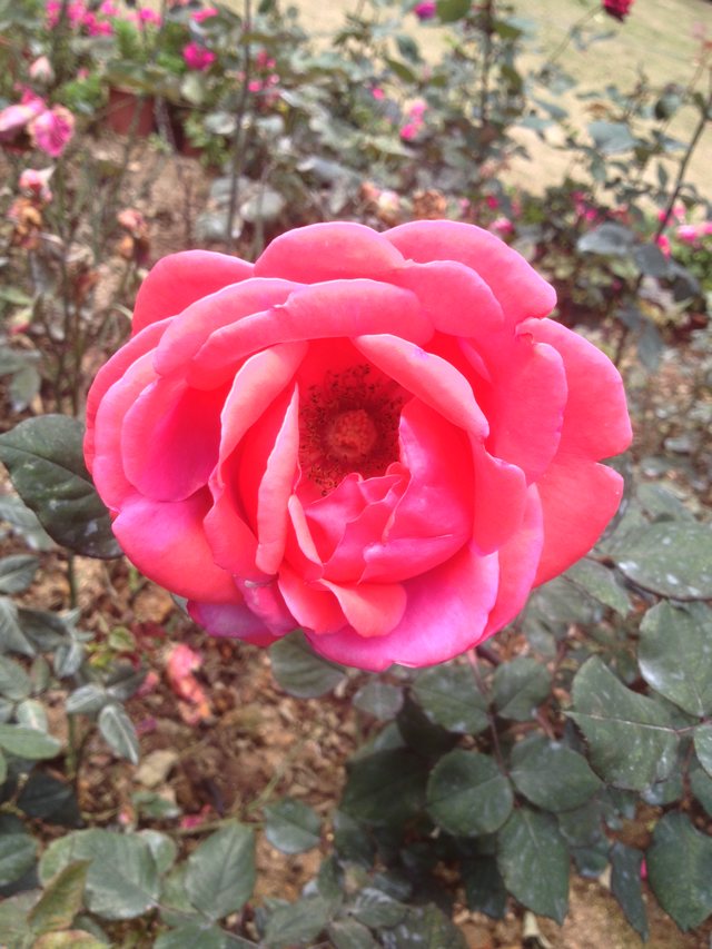 继.......884 / 作者:烟火的暧昧 / 帖子ID:100920