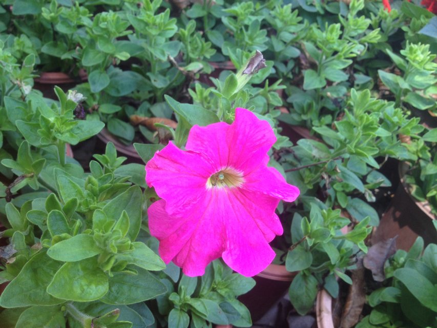 继.......801 / 作者:烟火的暧昧 / 帖子ID:100920