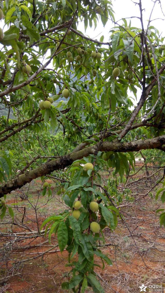 上炉 走走！388 / 作者:罗少爷 / 帖子ID:101110
