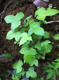 调整心态，生活很美好！453 / 作者:罗少爷 / 帖子ID:101175