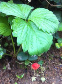 调整心态，生活很美好！443 / 作者:罗少爷 / 帖子ID:101175