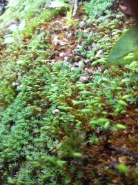 调整心态，生活很美好！771 / 作者:罗少爷 / 帖子ID:101175