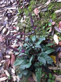 调整心态，生活很美好！128 / 作者:罗少爷 / 帖子ID:101175