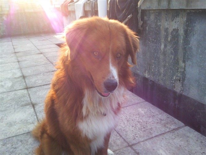 昨天中午狗狗在县医院附近走失227 / 作者:hei趴 / 帖子ID:101261