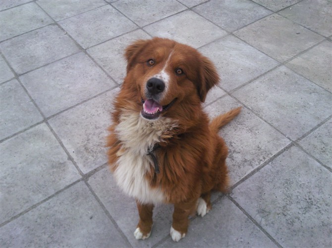 昨天中午狗狗在县医院附近走失585 / 作者:hei趴 / 帖子ID:101261