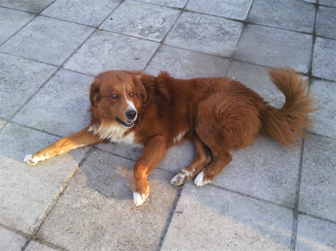 昨天中午狗狗在县医院附近走失466 / 作者:hei趴 / 帖子ID:101261