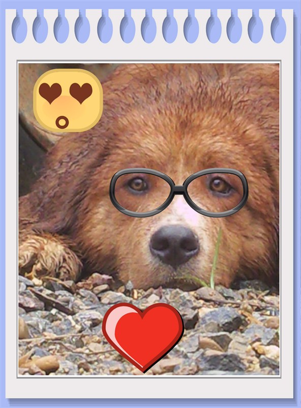 昨天中午狗狗在县医院附近走失746 / 作者:hei趴 / 帖子ID:101261