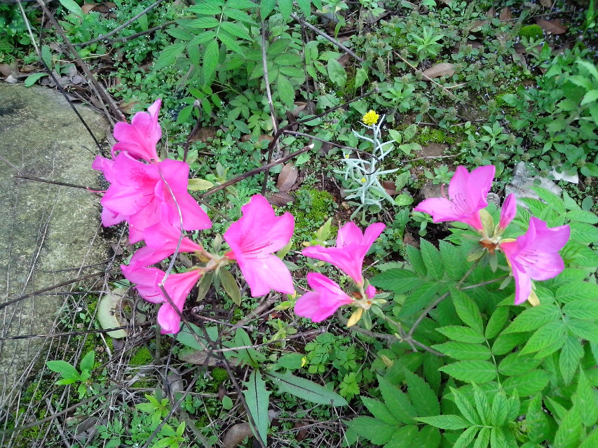 在那遥远的小山村。。。。76 / 作者:罗少爷 / 帖子ID:101302