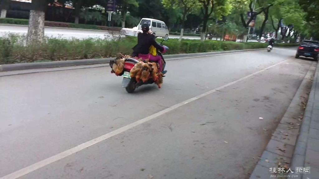 鸡车681 / 作者:恭城无聊人 / 帖子ID:101415