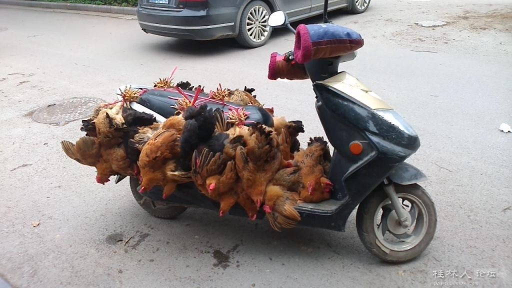 鸡车239 / 作者:恭城无聊人 / 帖子ID:101415