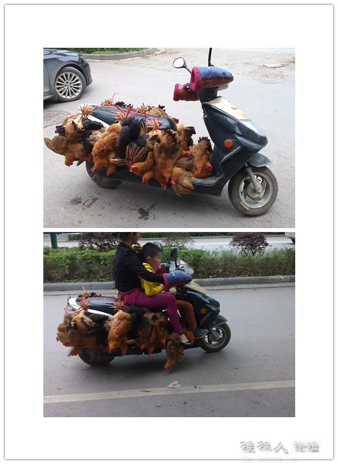 鸡车699 / 作者:恭城无聊人 / 帖子ID:101415