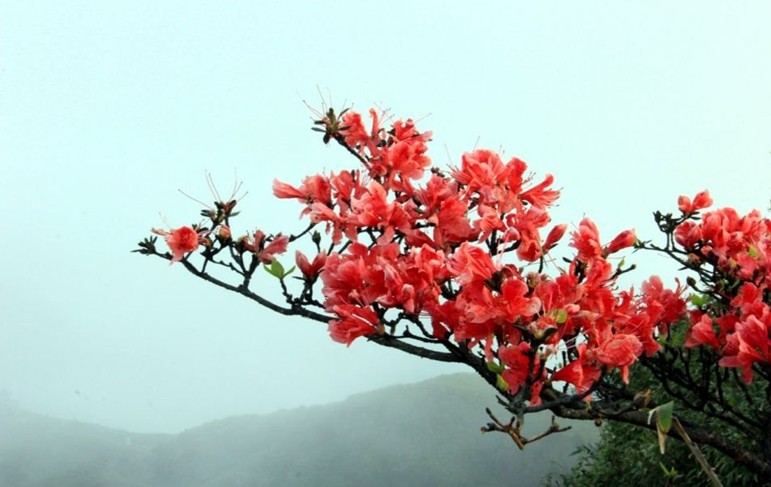 2014姑婆山杜鹃花节暨第三届帐蓬露营节活动召集689 / 作者:Redsun红日 / 帖子ID:101623