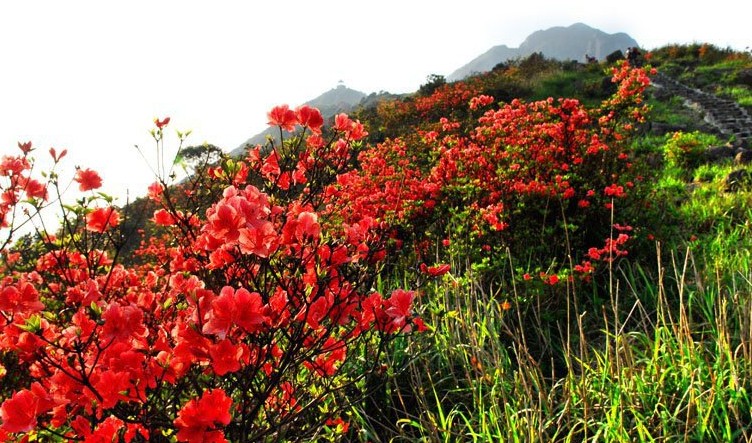 2014姑婆山杜鹃花节暨第三届帐蓬露营节活动召集160 / 作者:Redsun红日 / 帖子ID:101623