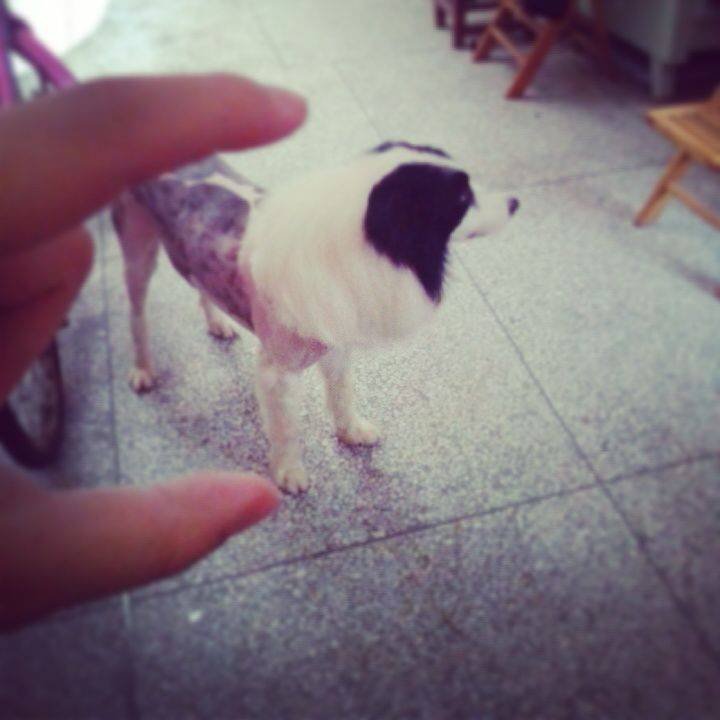 爱犬“佳佳”丢失~望好心人帮帮忙！！！！120 / 作者:xxxx / 帖子ID:102647