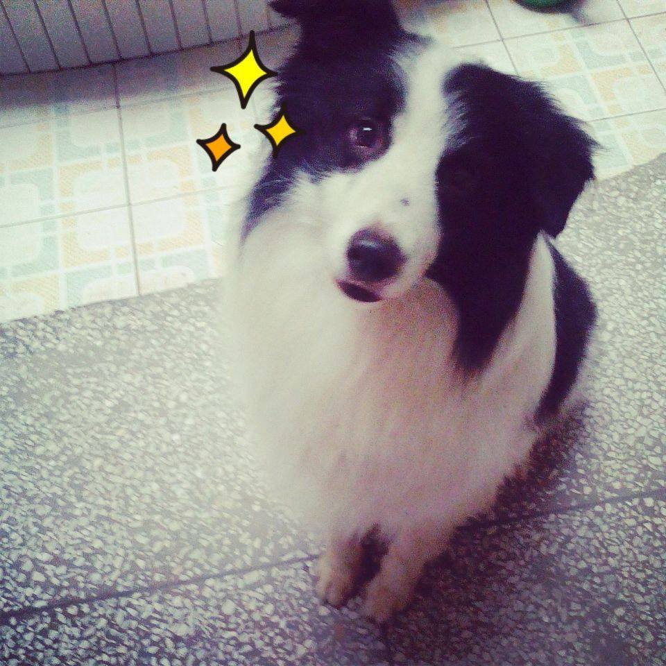爱犬“佳佳”丢失~望好心人帮帮忙！！！！469 / 作者:xxxx / 帖子ID:102647