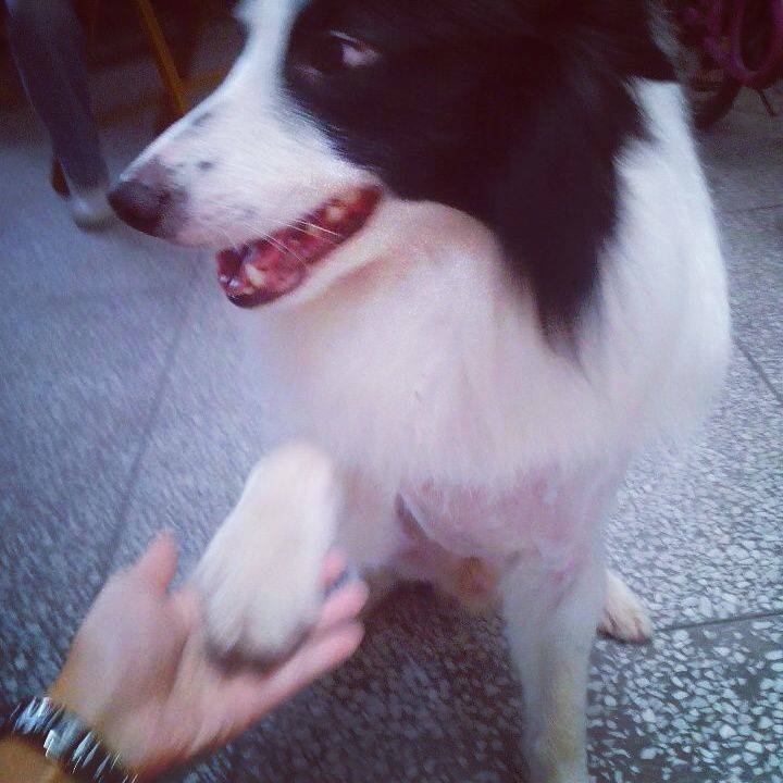 爱犬“佳佳”丢失~望好心人帮帮忙！！！！917 / 作者:xxxx / 帖子ID:102647