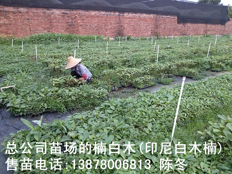 楠白木（印尼白木楠）：绿色发财大树，造经济林的首选！702 / 作者:baimunan / 帖子ID:103565