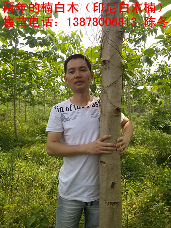 楠白木（印尼白木楠）：绿色发财大树，造经济林的首选！988 / 作者:baimunan / 帖子ID:103565