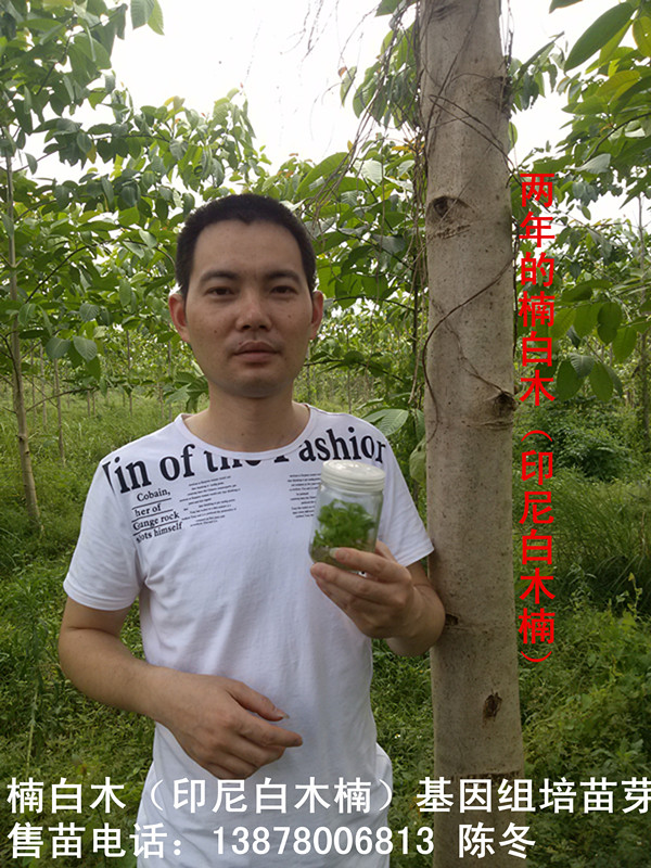 楠白木（印尼白木楠）：绿色发财大树，造经济林的首选！199 / 作者:baimunan / 帖子ID:103565