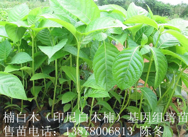 楠白木（印尼白木楠）：绿色发财大树，造经济林的首选！548 / 作者:baimunan / 帖子ID:103565