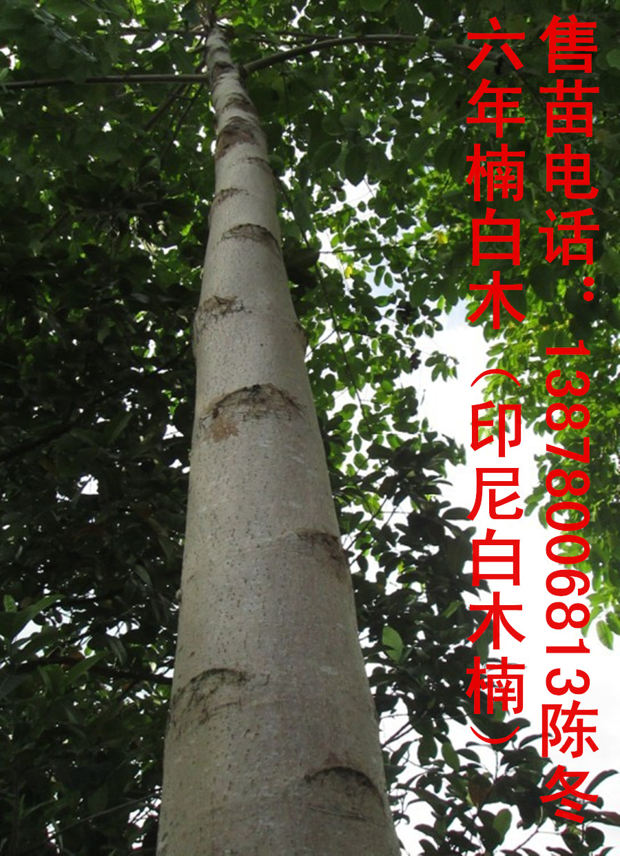 楠白木（印尼白木楠）：绿色发财大树，造经济林的首选！276 / 作者:baimunan / 帖子ID:103565