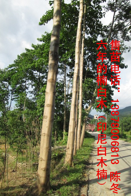 楠白木（印尼白木楠）：绿色发财大树，造经济林的首选！107 / 作者:baimunan / 帖子ID:103565