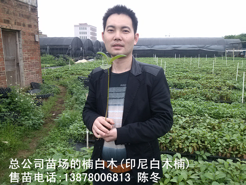 楠白木（印尼白木楠）：绿色发财大树，造经济林的首选！103 / 作者:baimunan / 帖子ID:103565