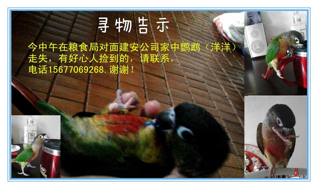 鹦鹉丢失--急寻！551 / 作者:柚子壳※ / 帖子ID:104374