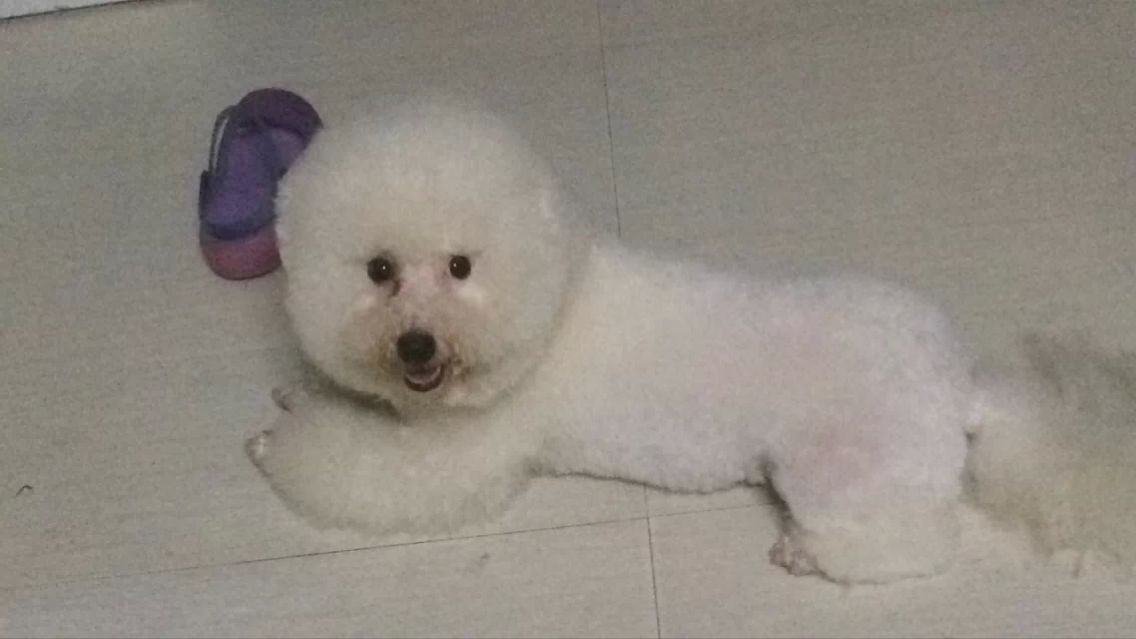 急寻爱犬米修！求扩散！求消息！求线索！951 / 作者:囧囧pet_zone / 帖子ID:104703