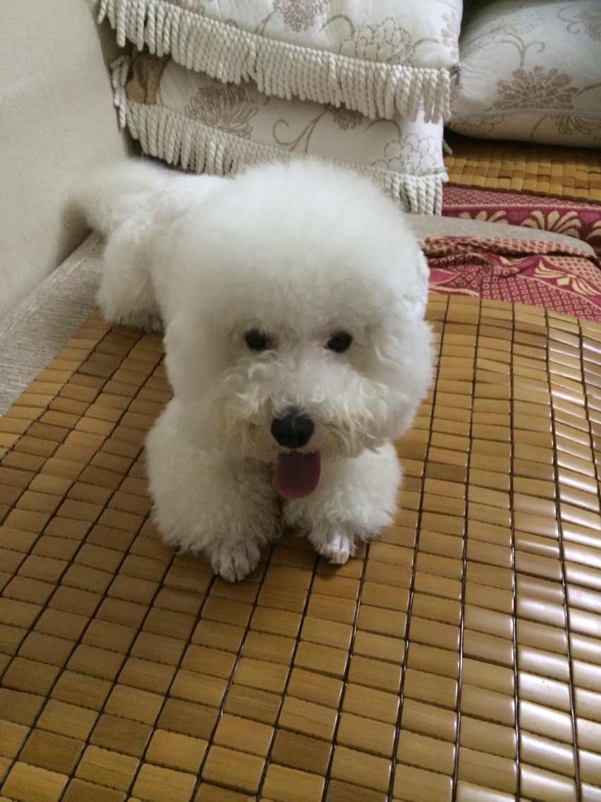 急寻爱犬米修！求扩散！求消息！求线索！327 / 作者:囧囧pet_zone / 帖子ID:104703