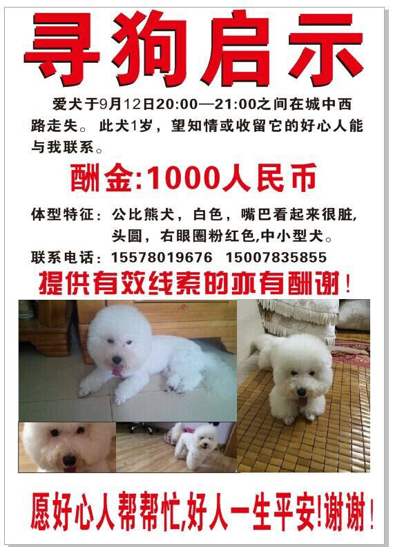 急寻爱犬米修！求扩散！求消息！求线索！702 / 作者:囧囧pet_zone / 帖子ID:104703