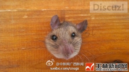 小老鼠贪吃把自己卡住了,老鼠也逗比251 / 作者:恭城520小奈姐姐 / 帖子ID:105287