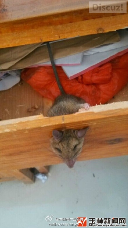 小老鼠贪吃把自己卡住了,老鼠也逗比126 / 作者:恭城520小奈姐姐 / 帖子ID:105287