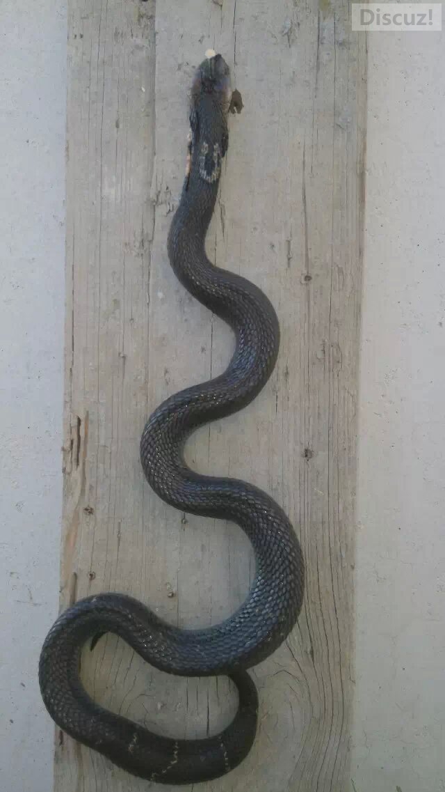 想到我居然喝了它熬的汤我不能淡定了18 / 作者:猫小萌 / 帖子ID:105404