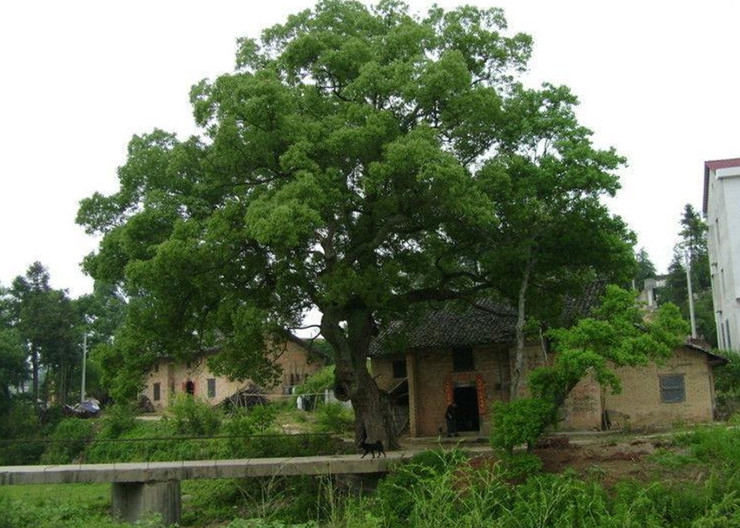 宁静的家！153 / 作者:建筑19551213 / 帖子ID:105550