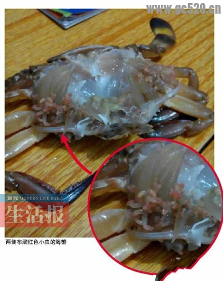 惊呆！螃蟹蟹壳蟹鳃竟爬满红虫子324 / 作者:红通通 / 帖子ID:105693