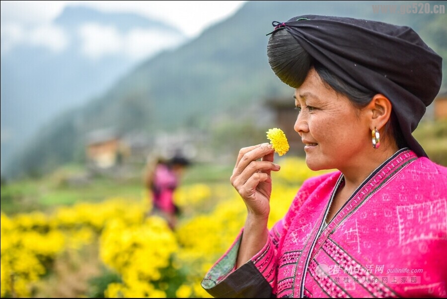菊嫂(好地方，现在可以去采菊花了）318 / 作者:欧耶 / 帖子ID:105726