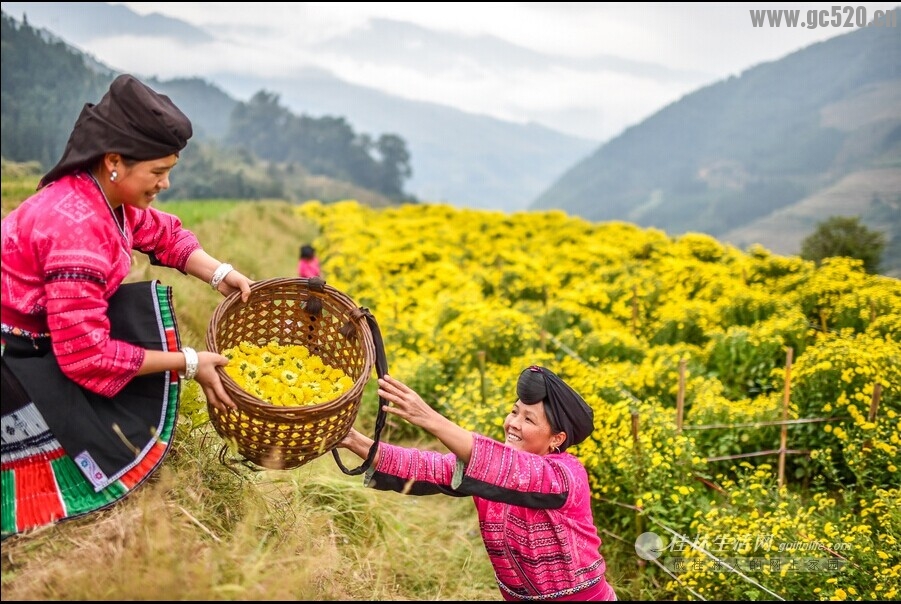 菊嫂(好地方，现在可以去采菊花了）359 / 作者:欧耶 / 帖子ID:105726