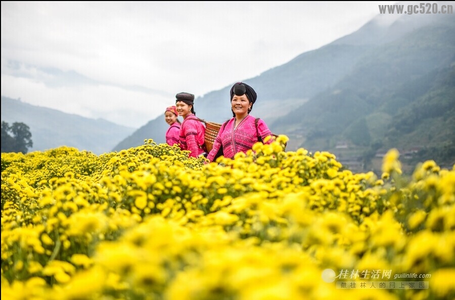 菊嫂(好地方，现在可以去采菊花了）742 / 作者:欧耶 / 帖子ID:105726