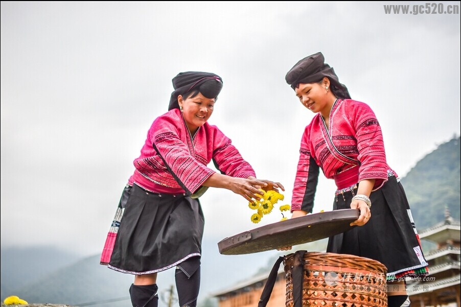 菊嫂(好地方，现在可以去采菊花了）412 / 作者:欧耶 / 帖子ID:105726