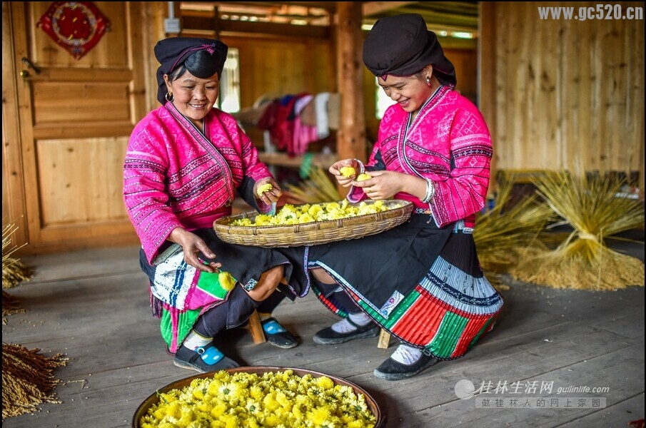 菊嫂(好地方，现在可以去采菊花了）591 / 作者:欧耶 / 帖子ID:105726